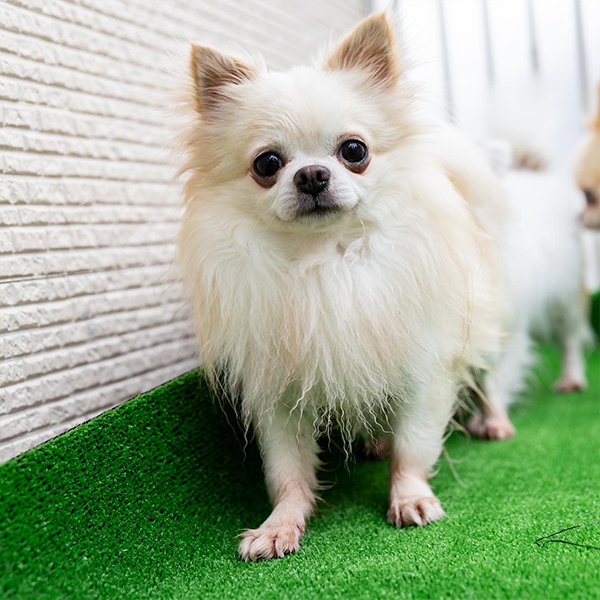 ロッソ（アメリカ輸入犬直子）